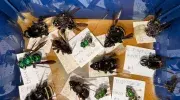 ¿Dónde vivirán las abejas en 44 años? Estudiante de la Javeriana Cali gana la beca Colombia Biodiversa para descubrirlo