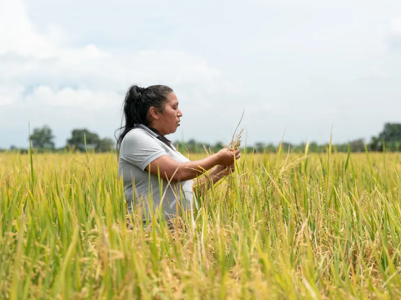 Sistemas Económicos, Derechos Humanos, Interculturalidad y Sostenibilidad (SEDHIS) 