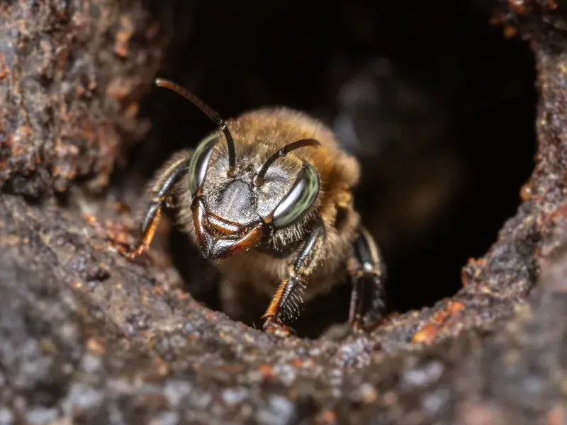 ¿Dónde vivirán las abejas en 44 años? Estudiante de la Javeriana Cali gana la beca Colombia Biodiversa para descubrirlo